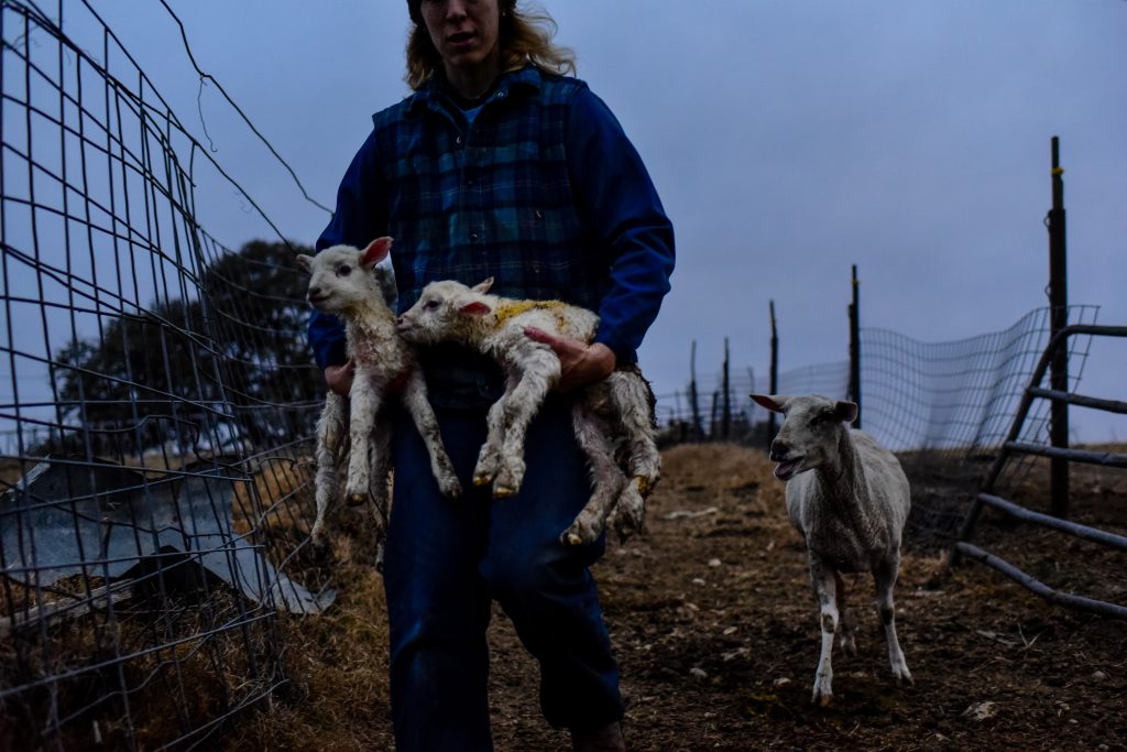 Texas asssignment Nederlandse kaasboerderij