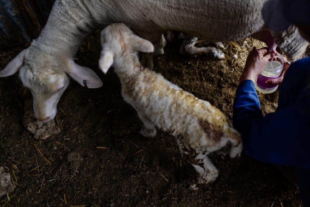 Texas asssignment Nederlandse kaasboerderij