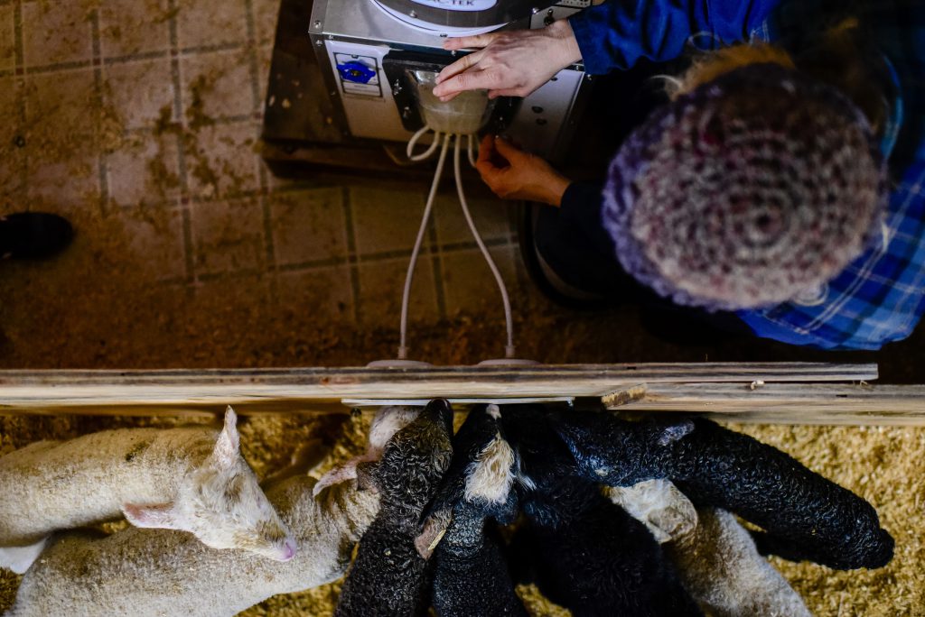 Texas asssignment Nederlandse kaasboerderij