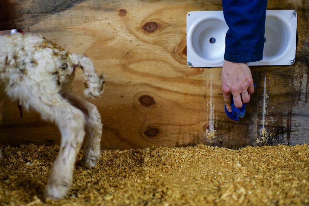 Texas asssignment Nederlandse kaasboerderij