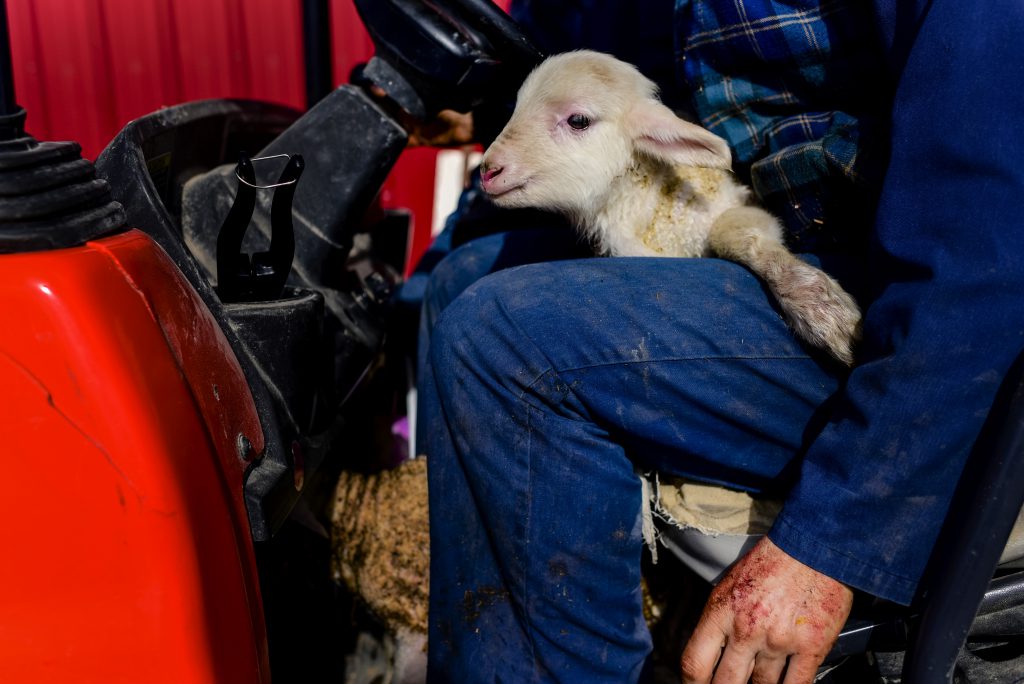 Texas asssignment Nederlandse kaasboerderij