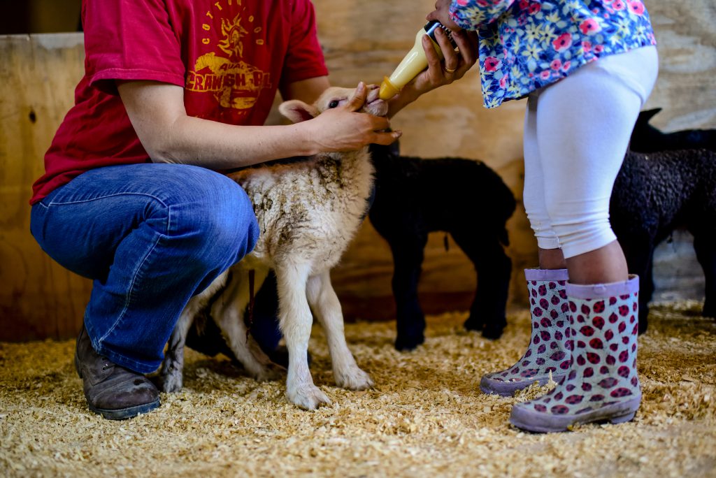 Texas asssignment Nederlandse kaasboerderij