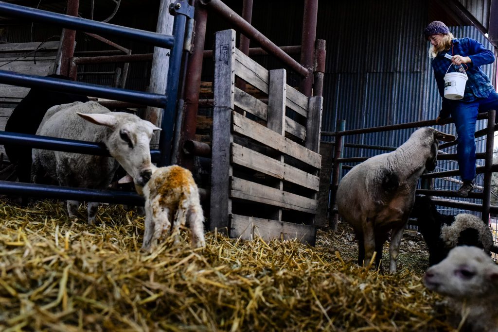 Texas asssignment Nederlandse kaasboerderij