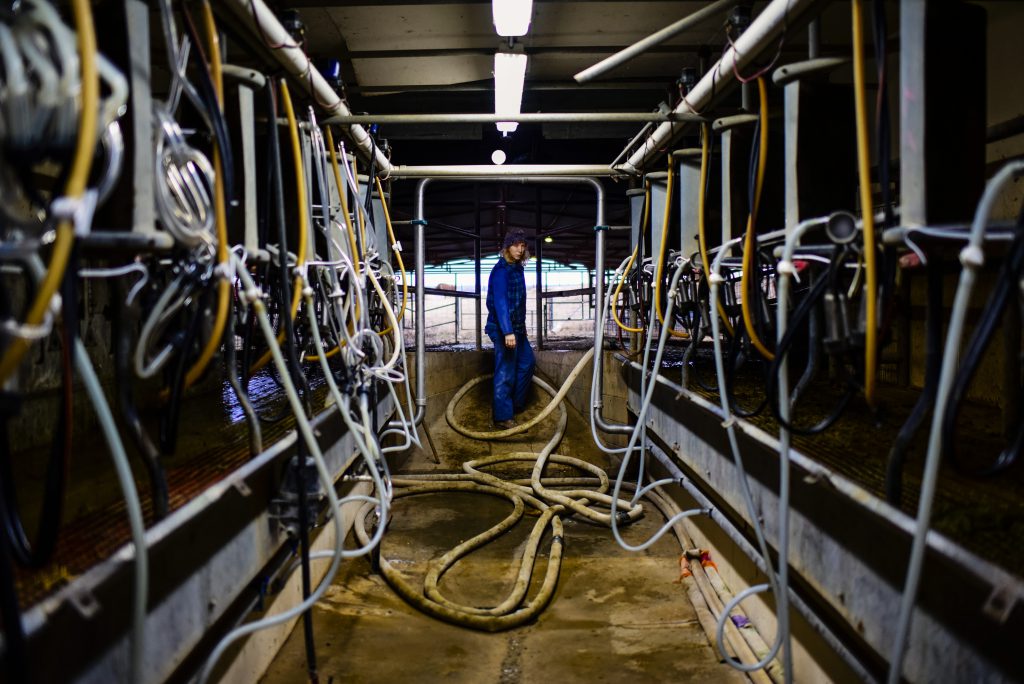 Texas asssignment Nederlandse kaasboerderij