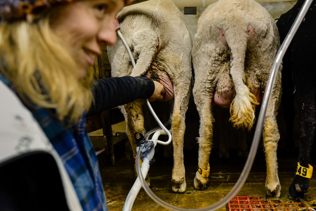 Texas asssignment Nederlandse kaasboerderij